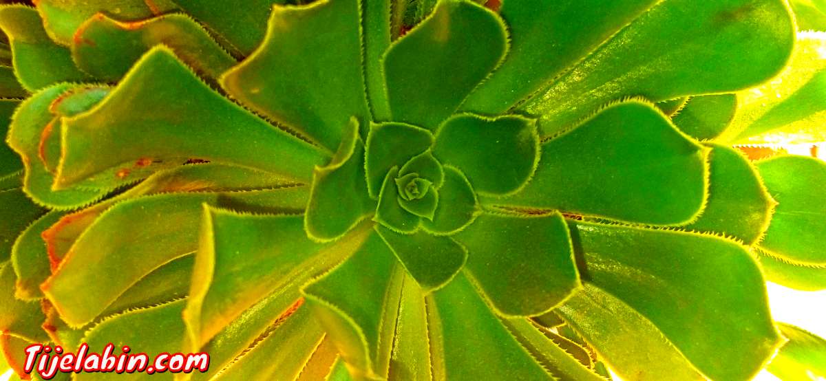 lyceé jeunfille saida