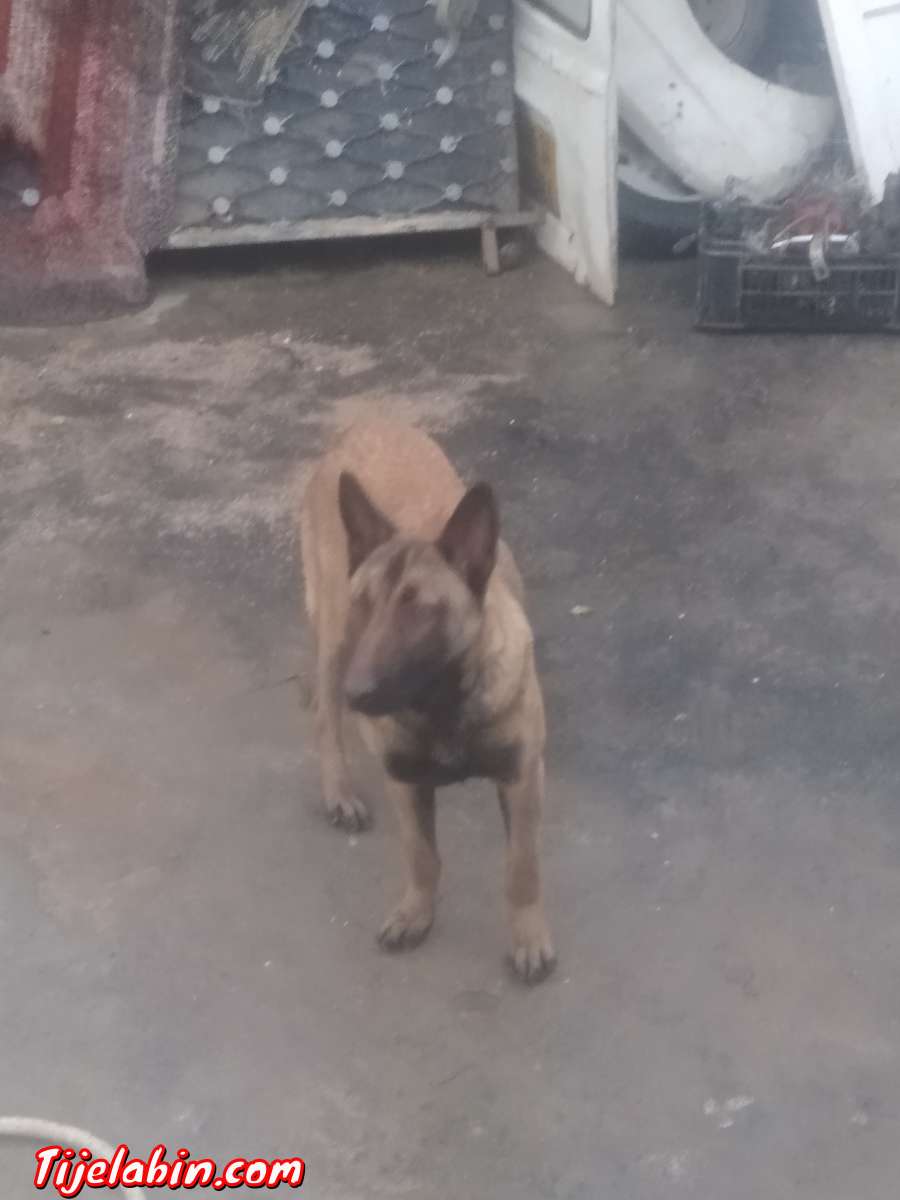 كلبة من نوع مالنوا 8 اشهر