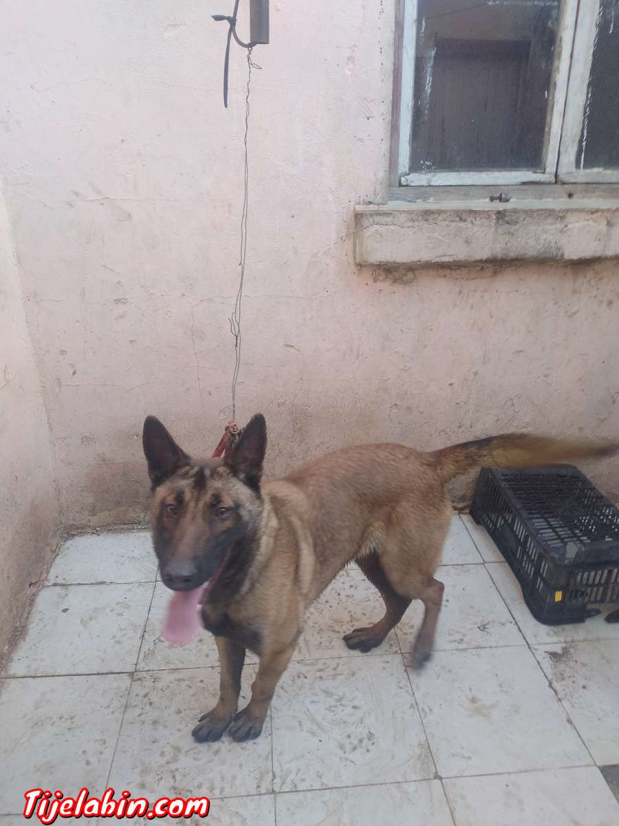 كلبة من نوع مالنوا 8 اشهر