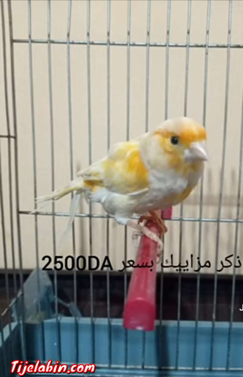 كوبلا كناري مزاييك للبيع