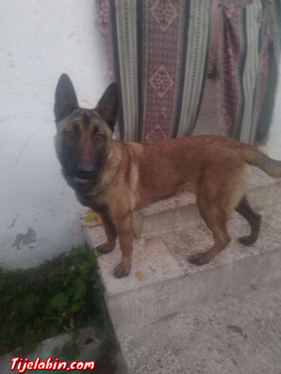 كلبة من نوع مالنوا 8 اشهر