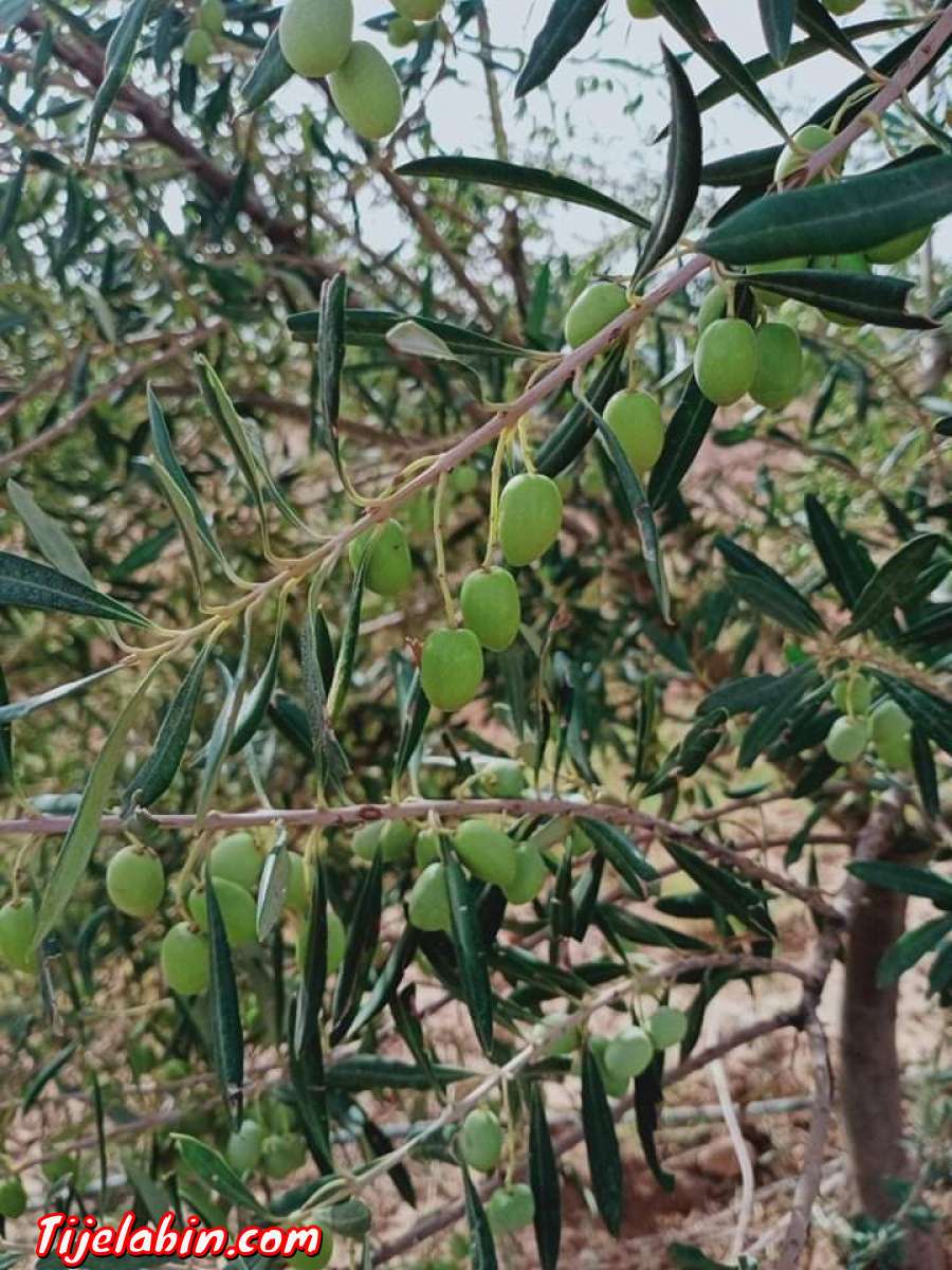 ارض فلاحية للبيع