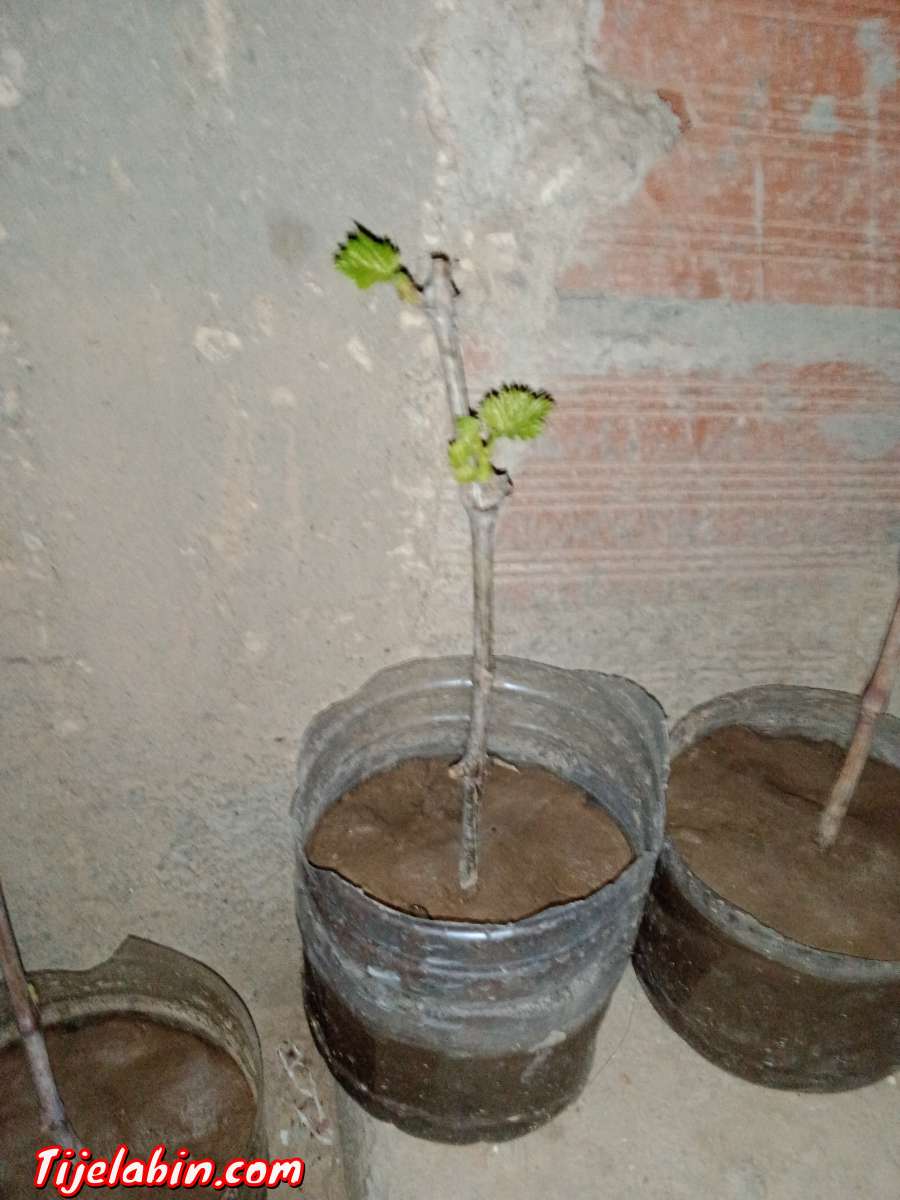 اشجار عنب من اجود انواع العنب حمر بوعمر