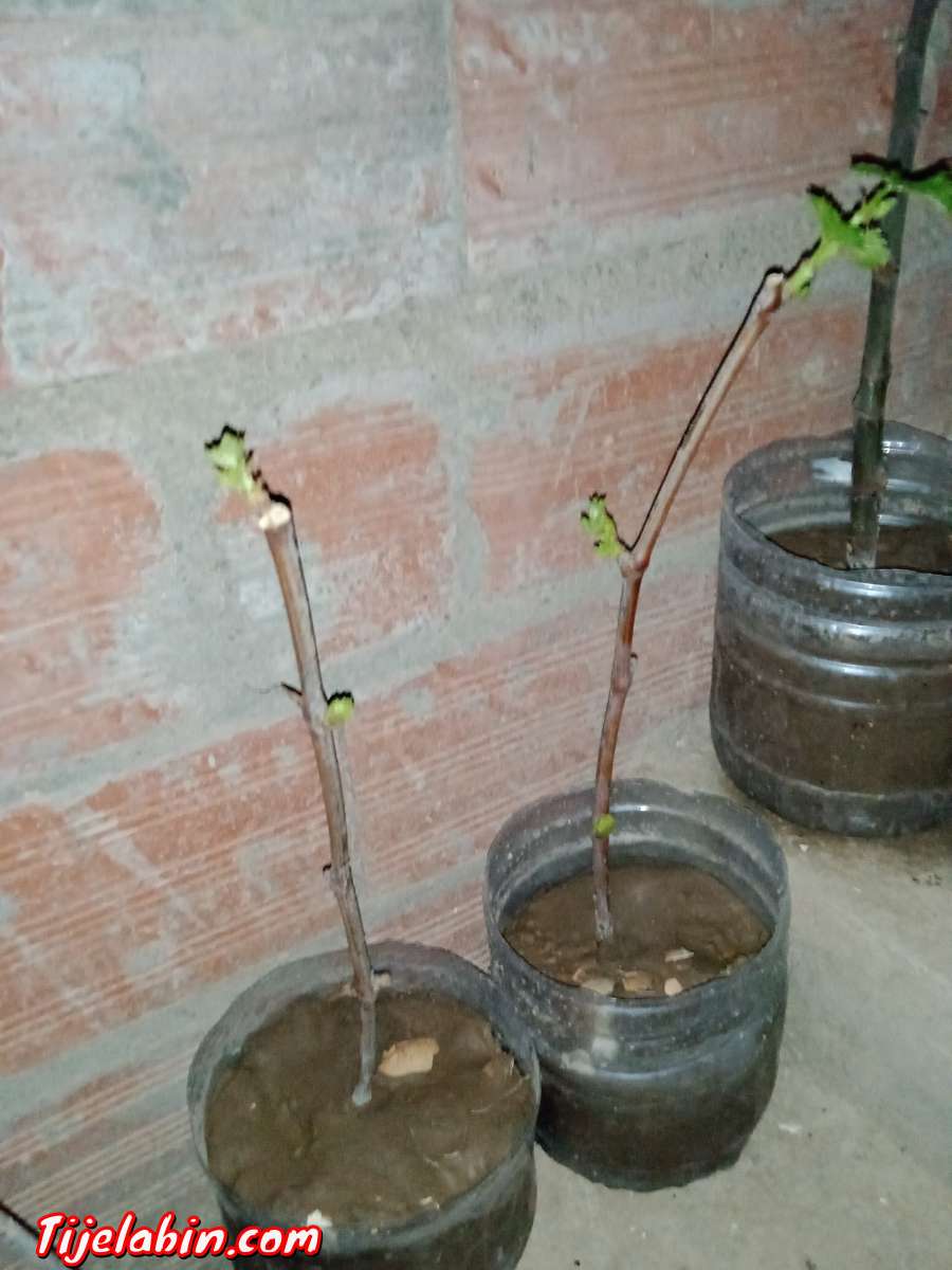 اشجار عنب من اجود انواع العنب حمر بوعمر