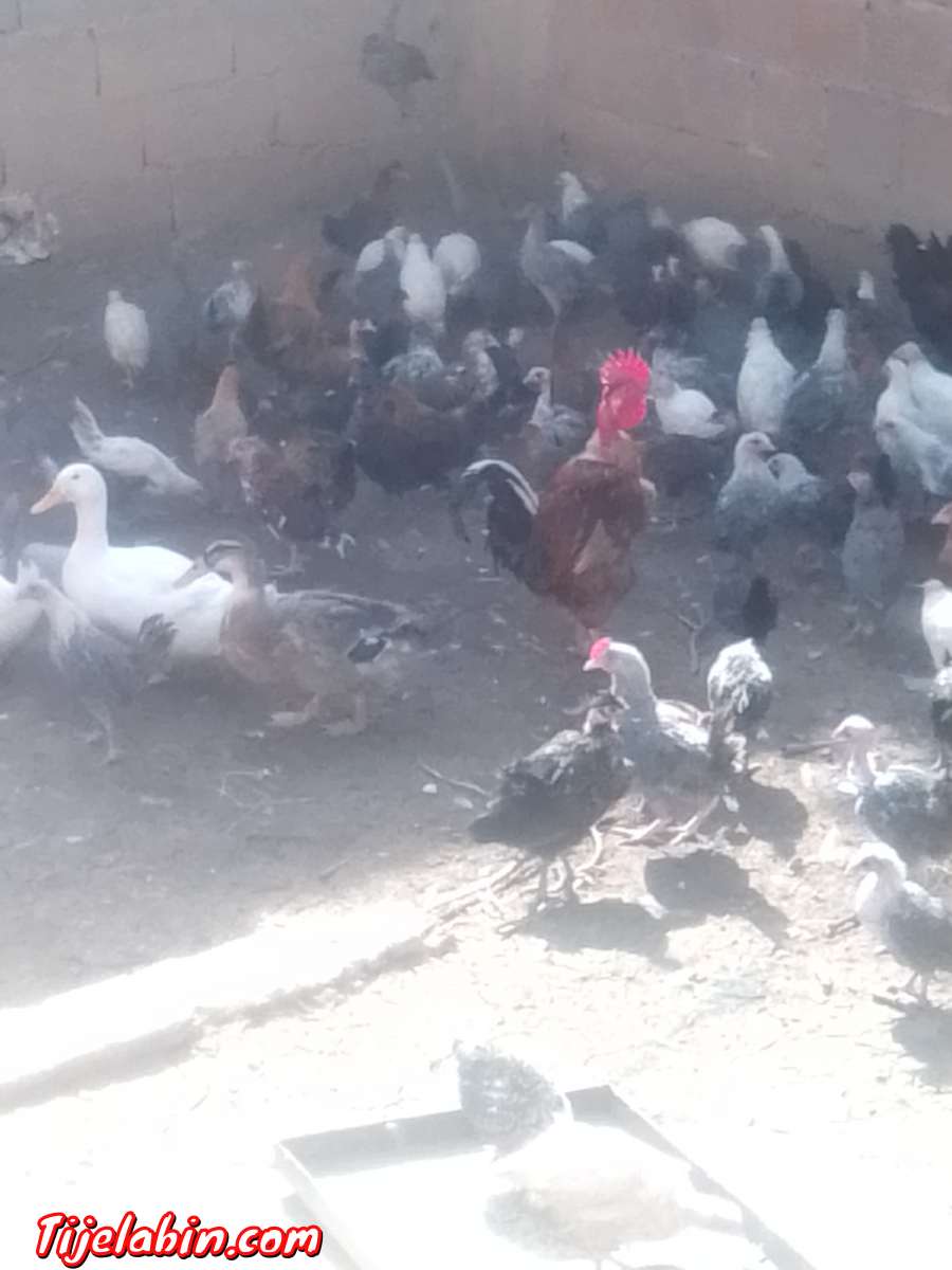 دجاج بعدة انواع