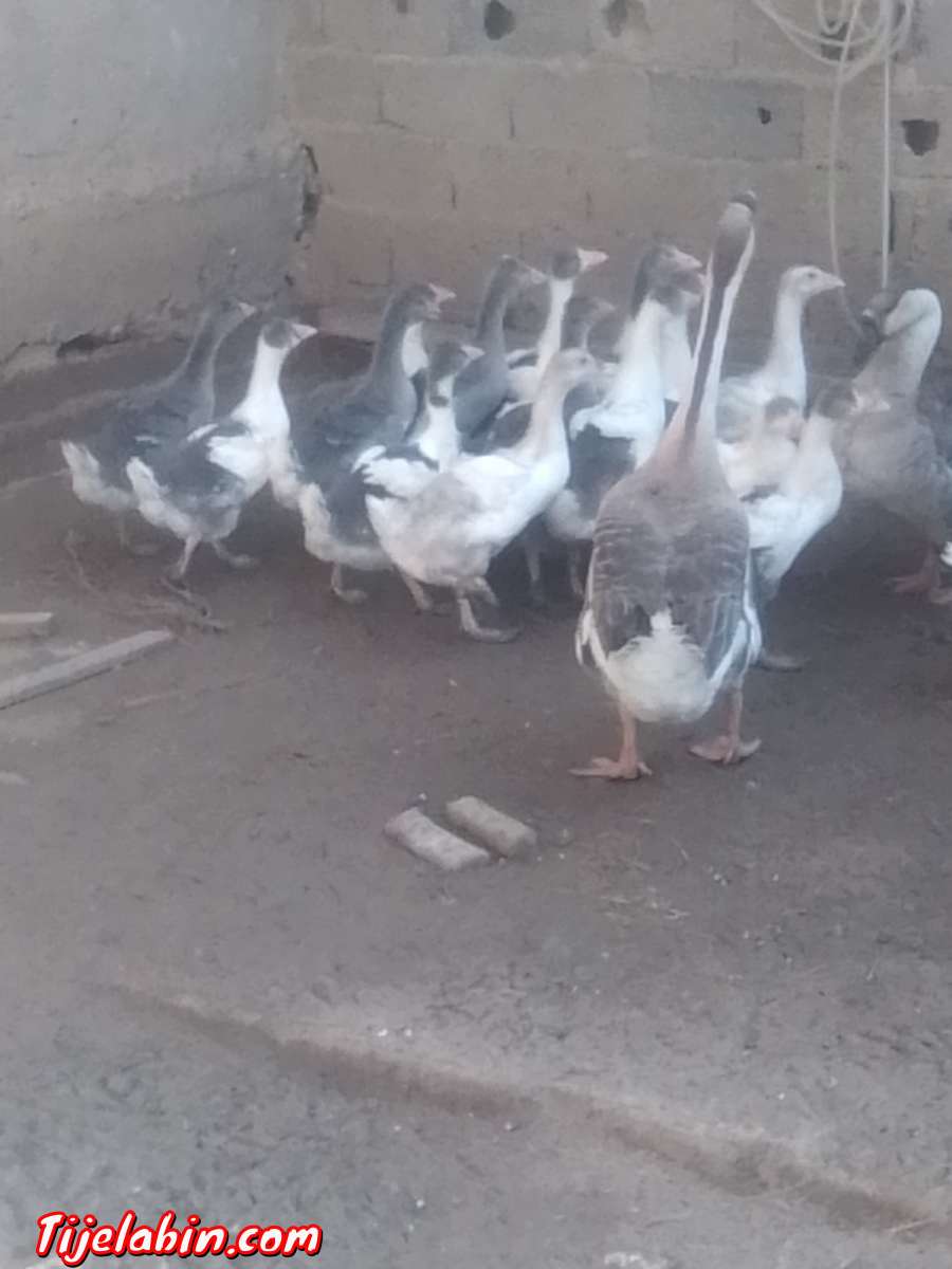 دجاج بعدة انواع