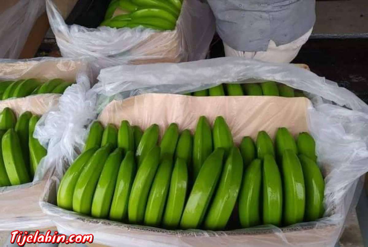 تصدير الموز من اكوادور