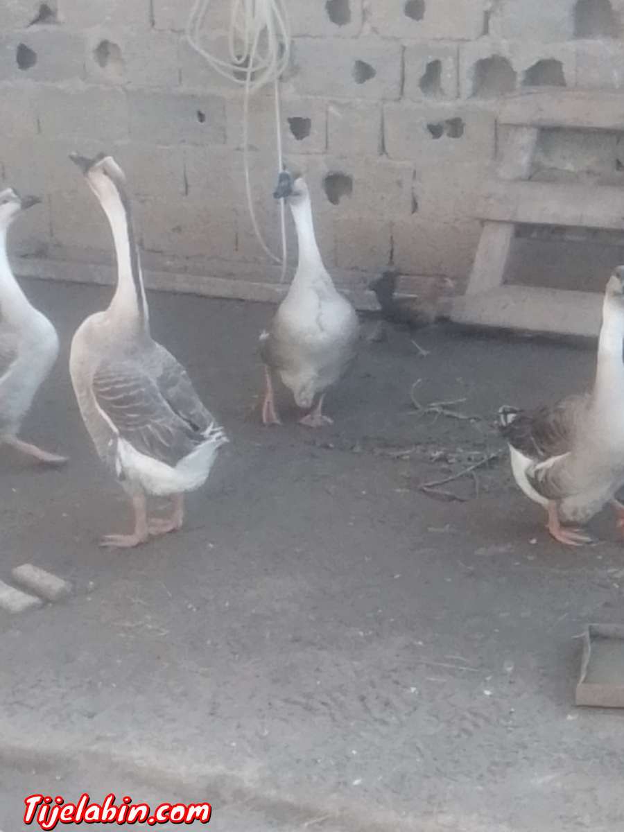 دجاج بعدة انواع