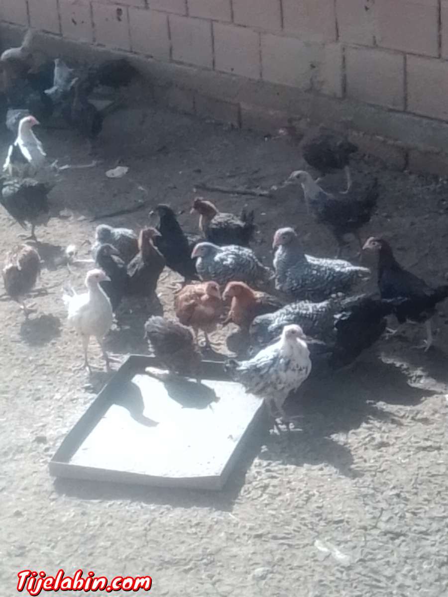 دجاج بعدة انواع