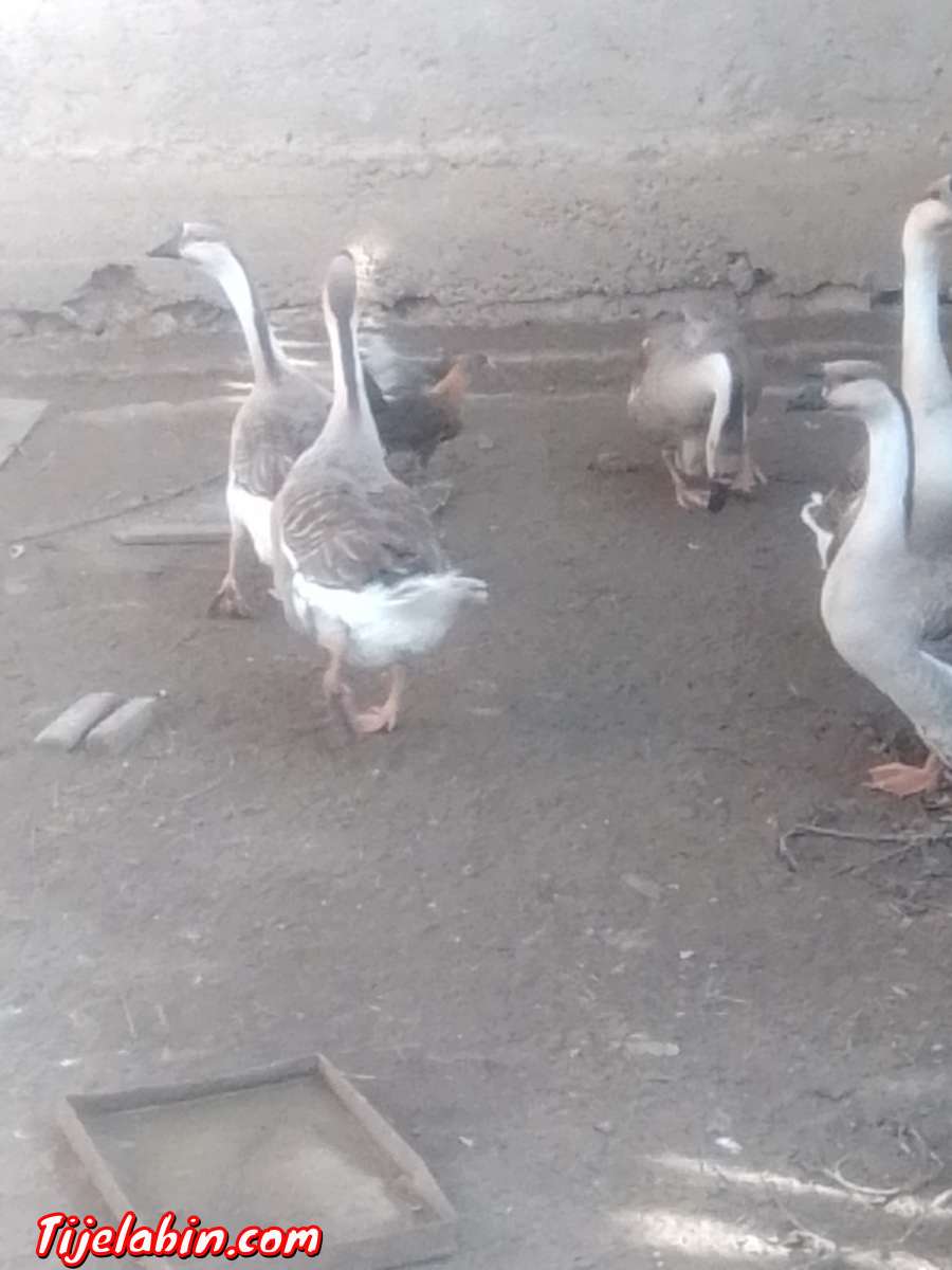 دجاج بعدة انواع