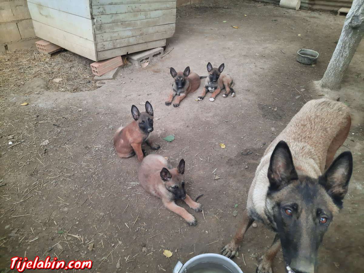 berger belge malinois