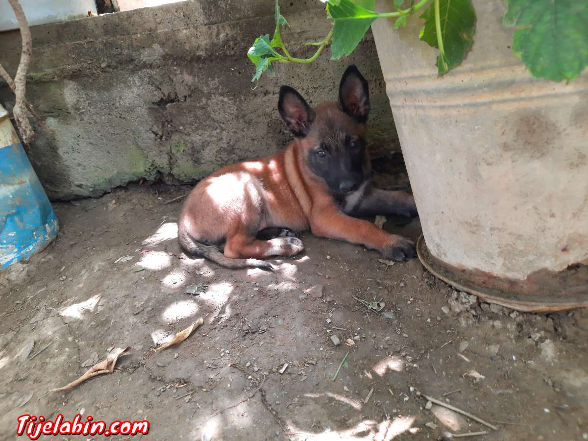 berger belge malinois