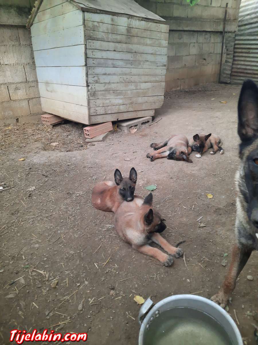 berger belge malinois