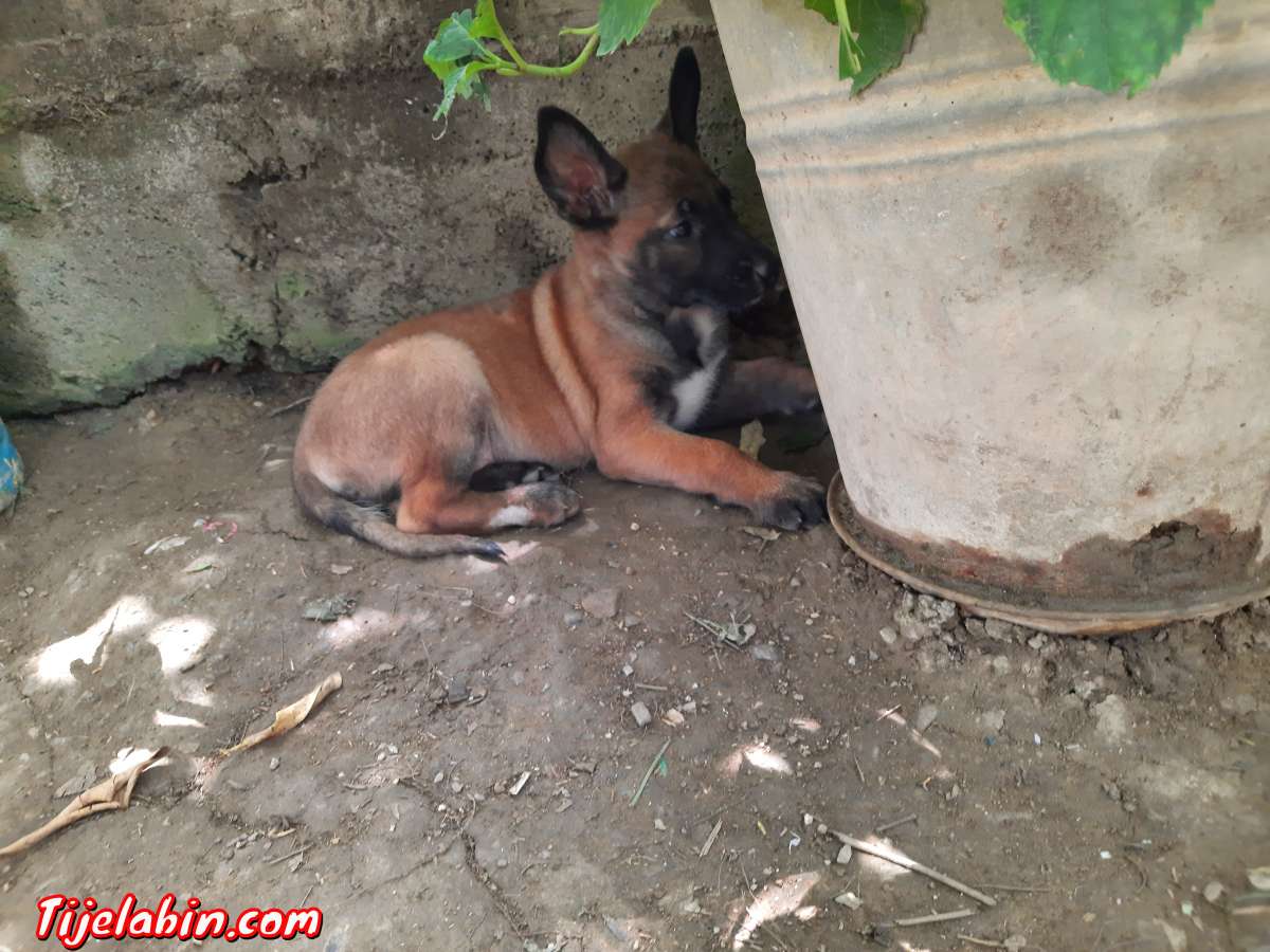 berger belge malinois