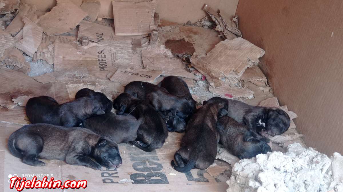 كلاب مالينور