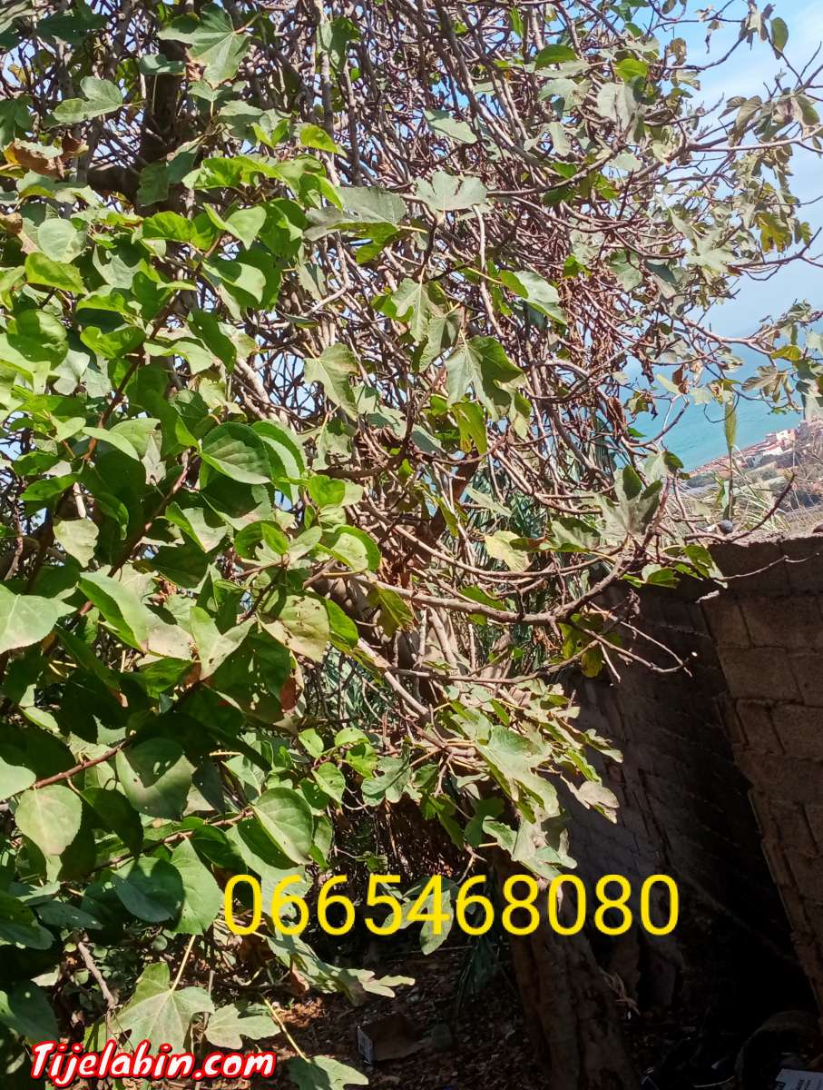 بيع منزل مساحته 250م يتكون من 4غرف ومطبخ مع قطعة ارض