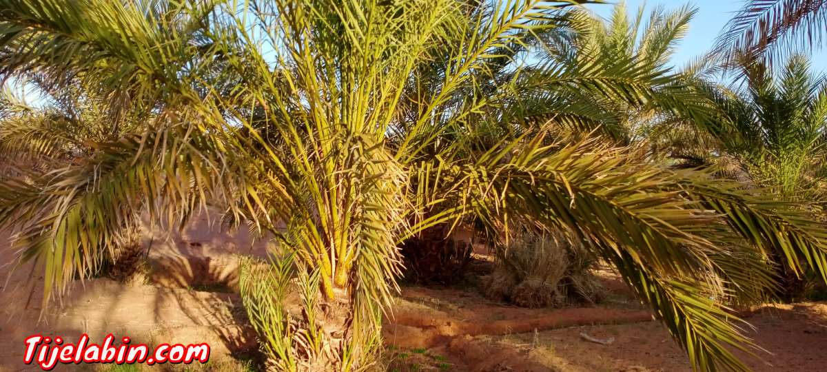 حديقة نخيل للبيع في ولاية تيميمون