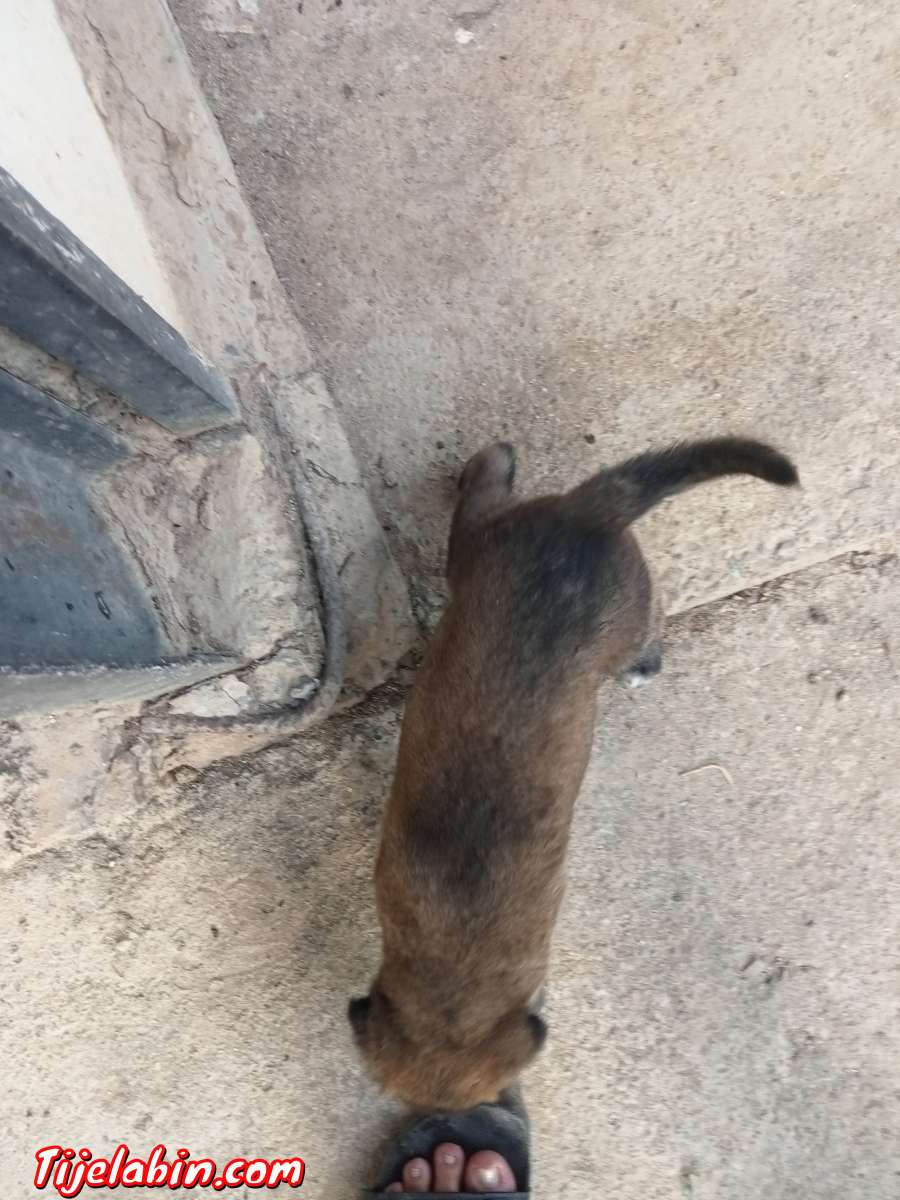 مانيلوا شاربوني دم صافي