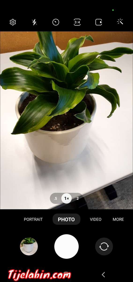 home decor Green Plant