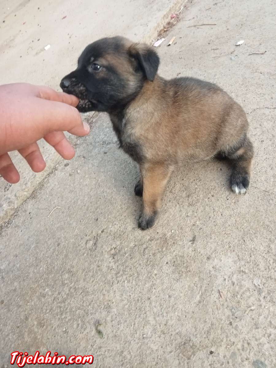 مانيلوا شاربوني دم صافي