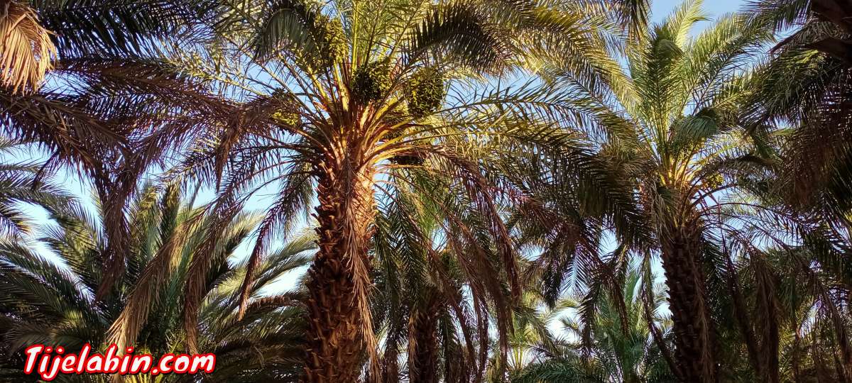 حديقة نخيل للبيع في ولاية تيميمون