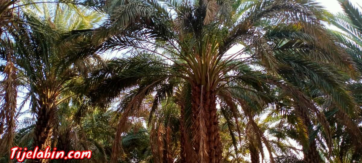 حديقة نخيل للبيع في ولاية تيميمون