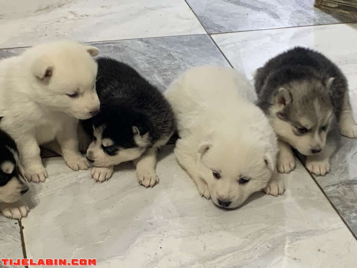 husky 25jour berger incliné 45jour