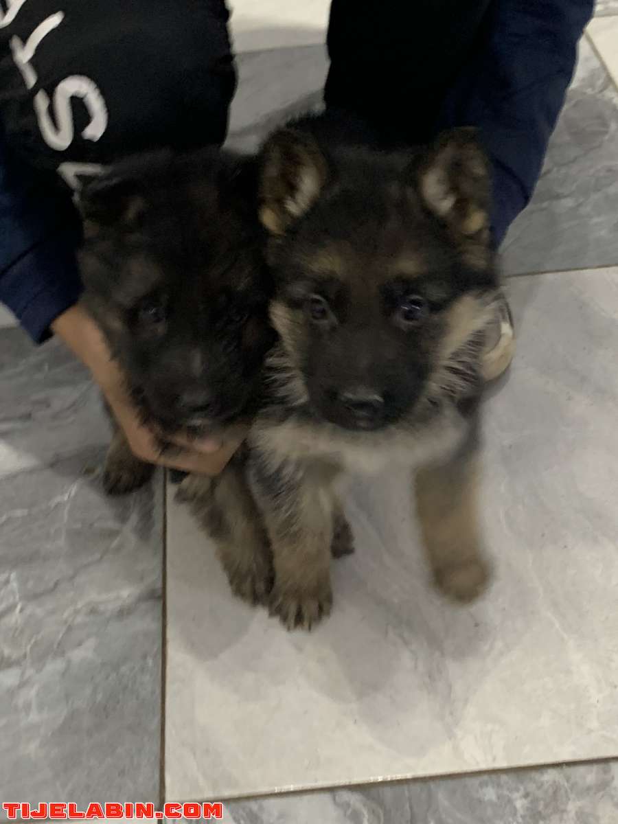 husky 1mois berger incliné 45jour