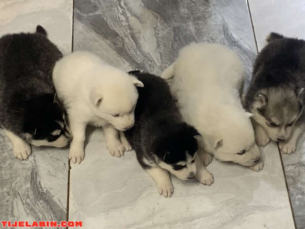 husky 25jour berger incliné 45jour