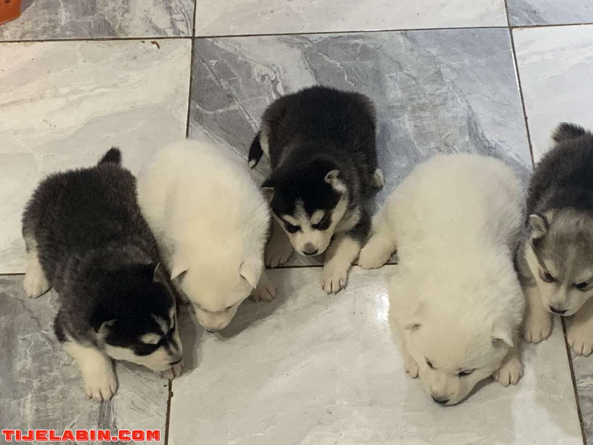 husky 1mois berger incliné 45jour