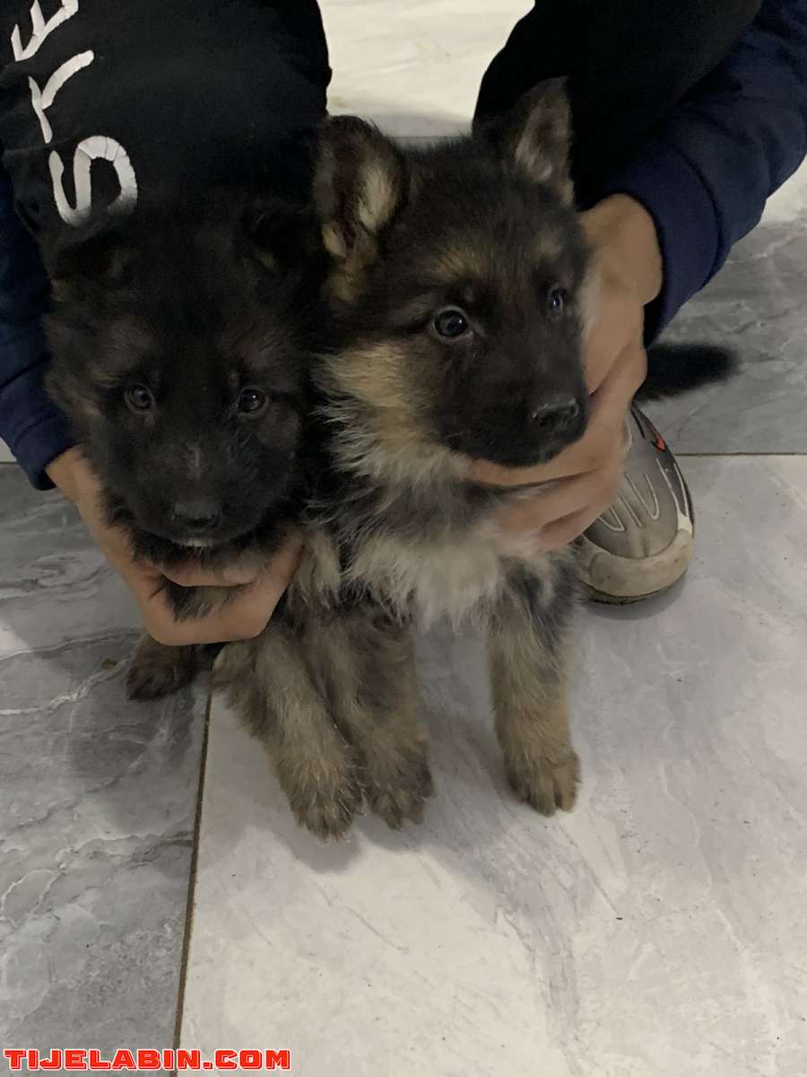 husky 1mois berger incliné 45jour