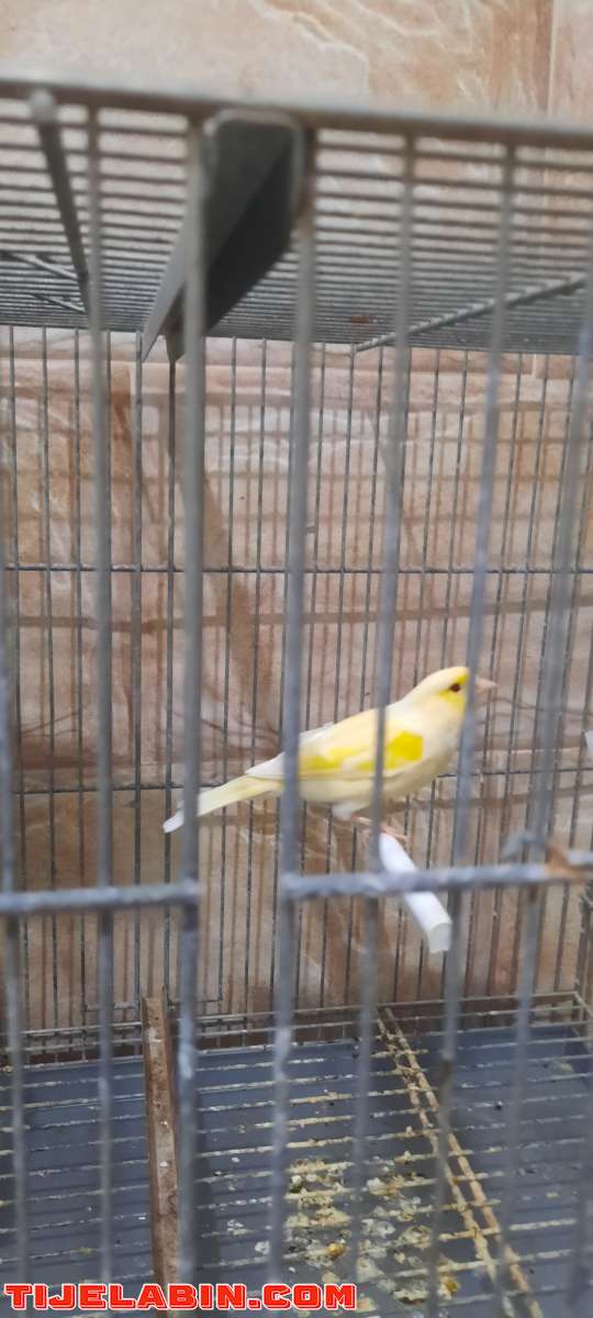 canari luttino