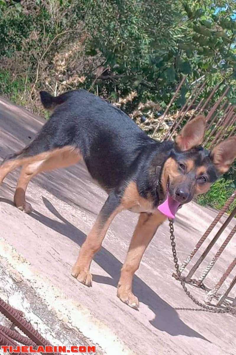 راعي الالماني