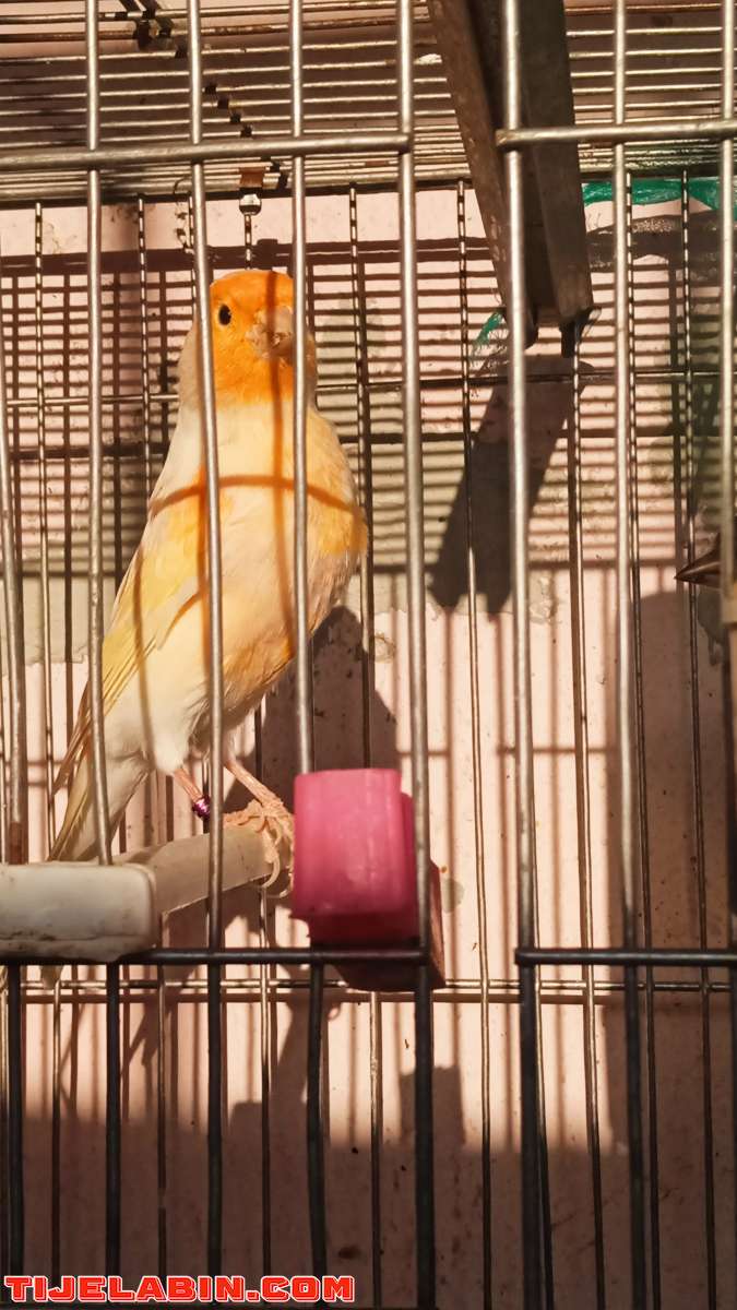 كناري موزايك