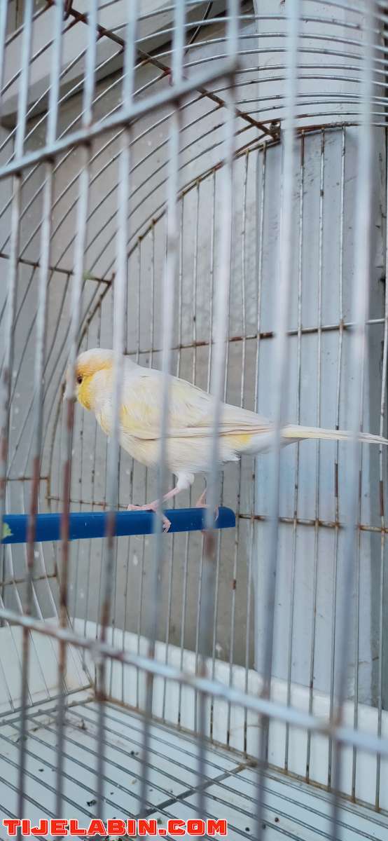 عصافير ساتيني