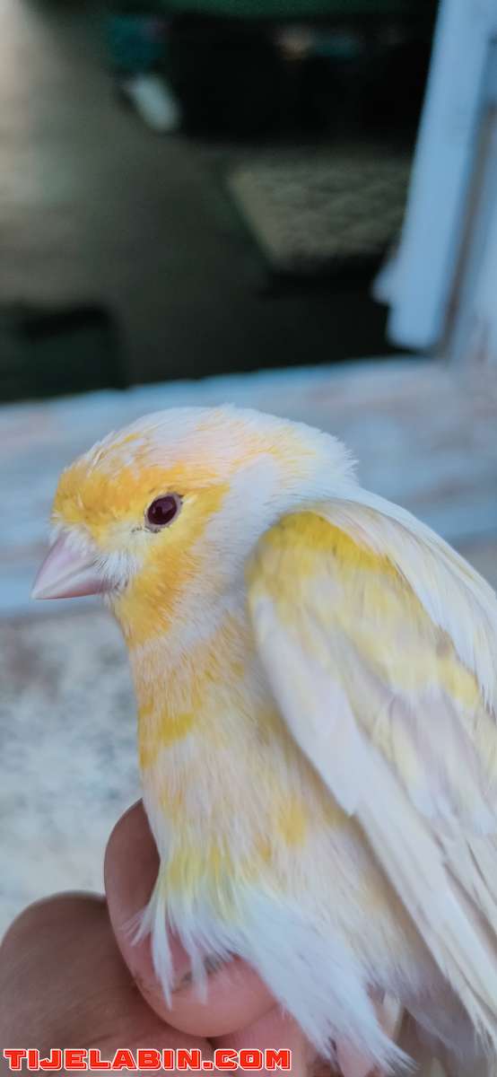 عصافير ساتيني