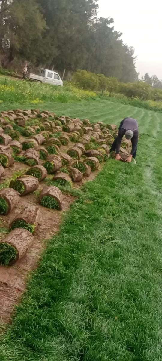 المساحات الخضراء