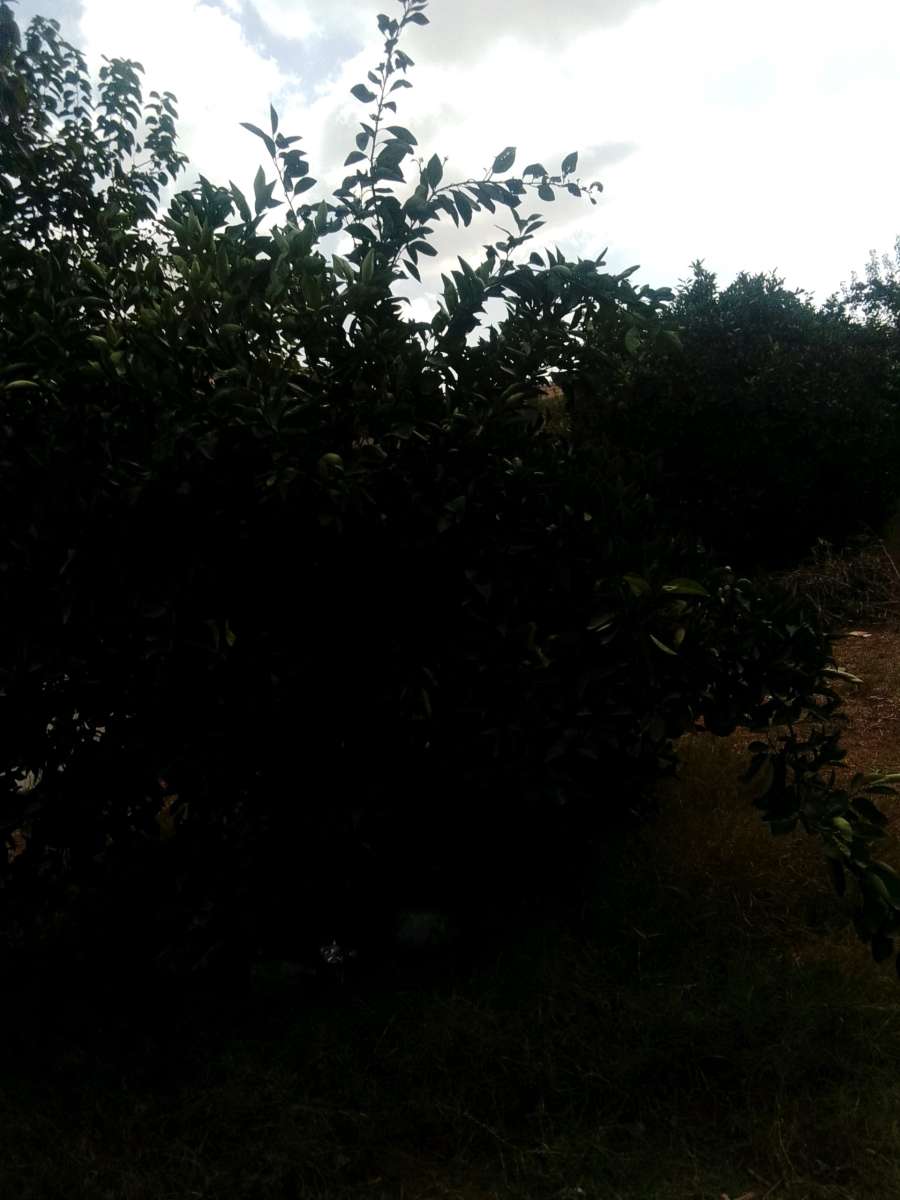 قطعة أرض خصبة