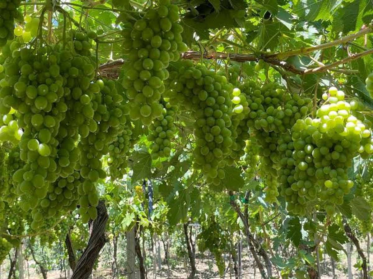 ارض فلاحية للبيع