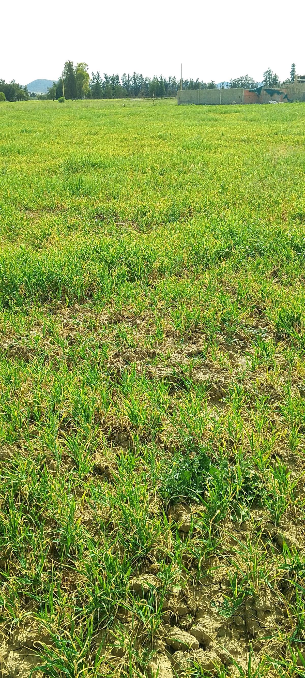 ارض للبيع بعقد الملكية