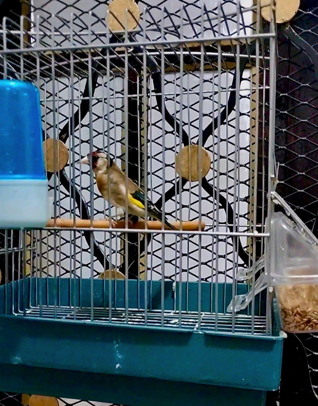 للبيع كوبلا شاردوني خلوية عندها 6 اشهر كاجا