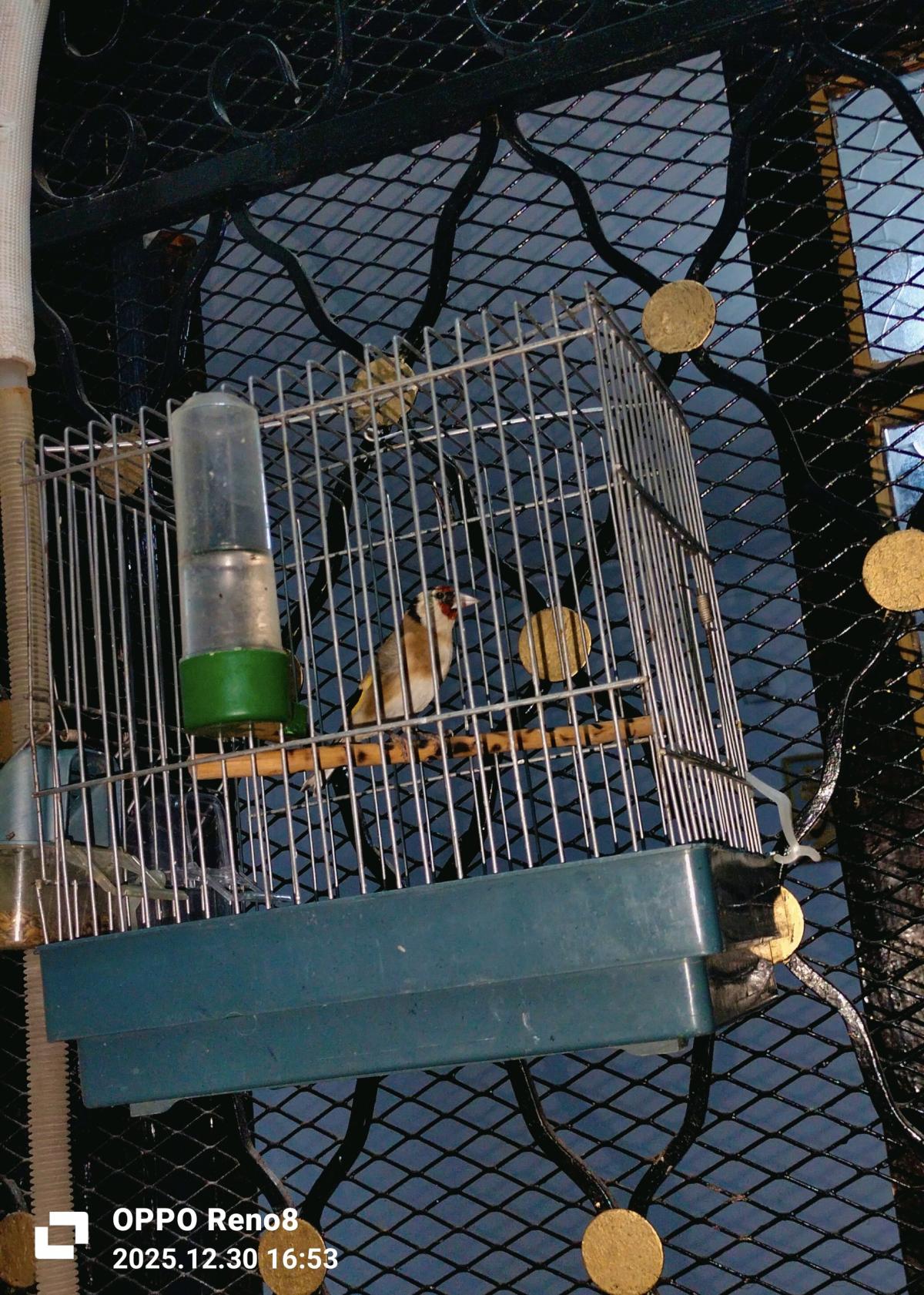 للبيع كوبلا شاردوني خلوية عندها 6 اشهر كاجا