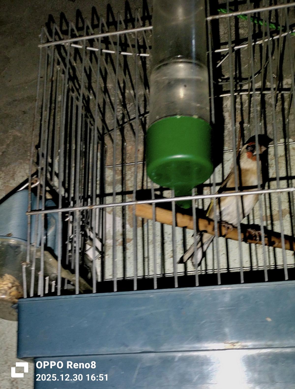 للبيع كوبلا شاردوني خلوية عندها 6 اشهر كاجا