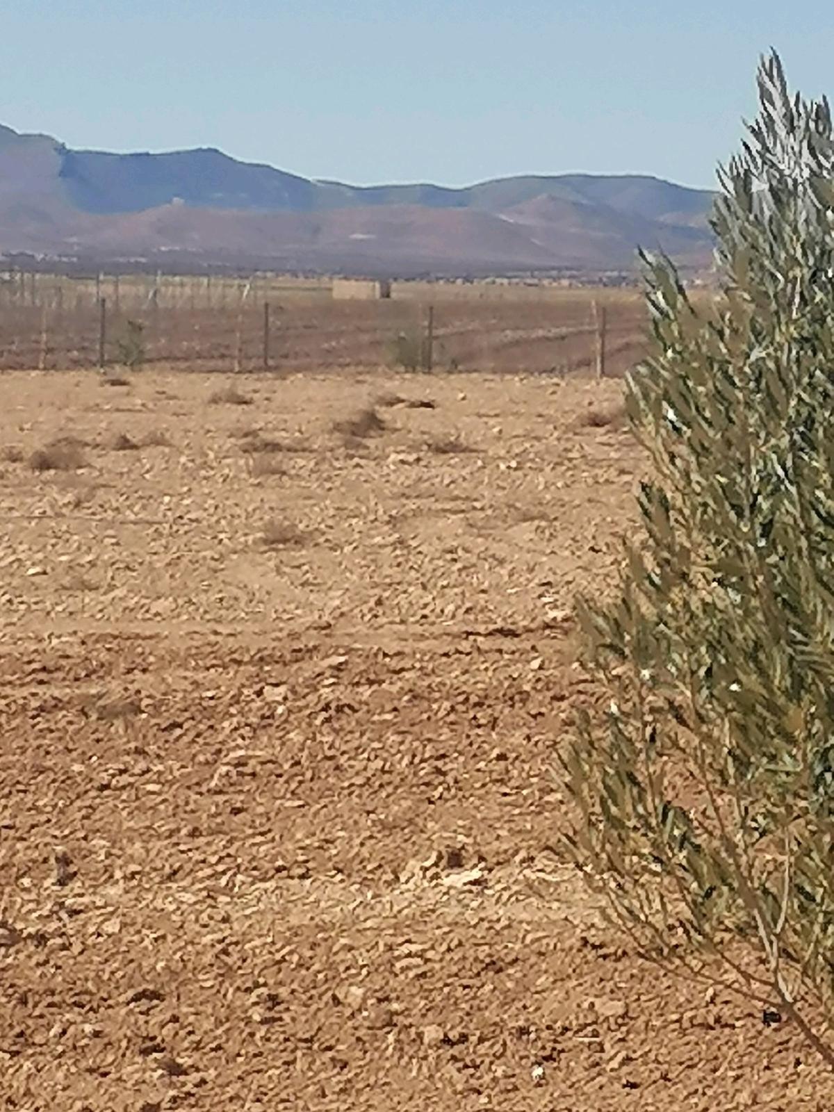 اراضي فلاحيه تلمسان ونوحيها مرحبا بالجميع