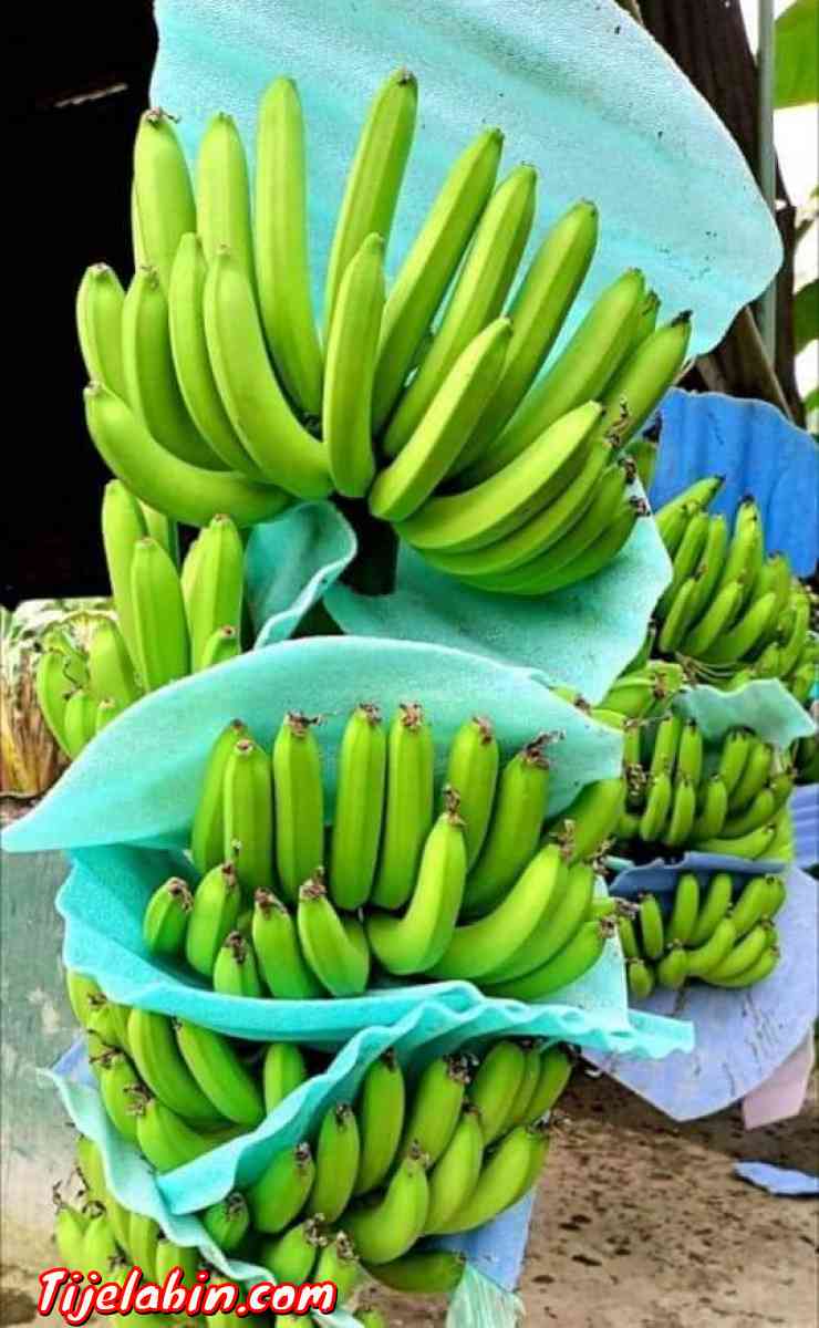 تصدير الموز من اكوادور