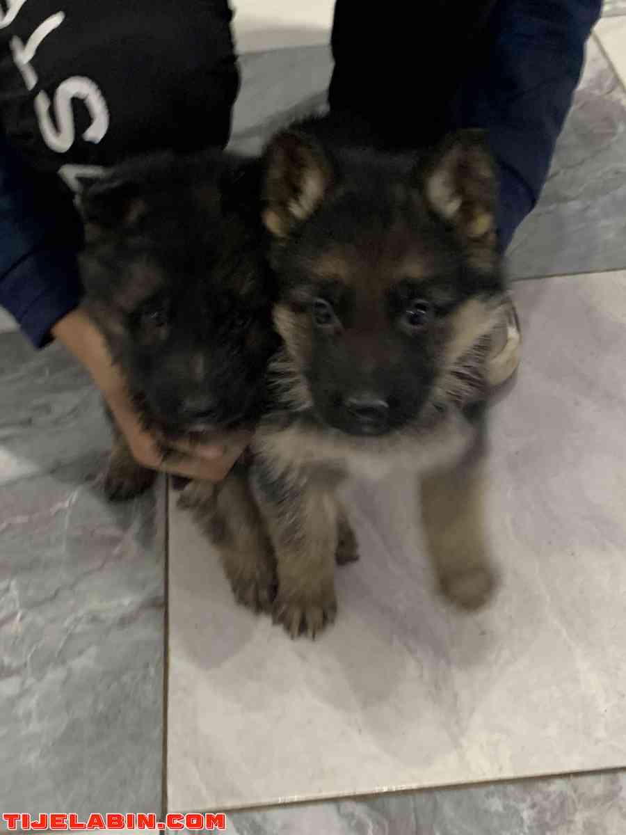 husky 1mois berger incliné 45jour