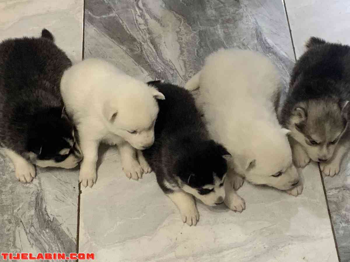 husky 25jour berger incliné 45jour