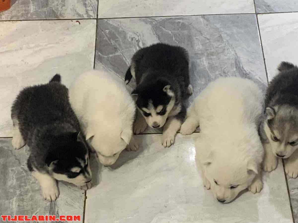 husky 1mois berger incliné 45jour