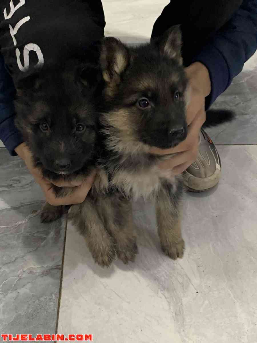 husky 25jour berger incliné 45jour