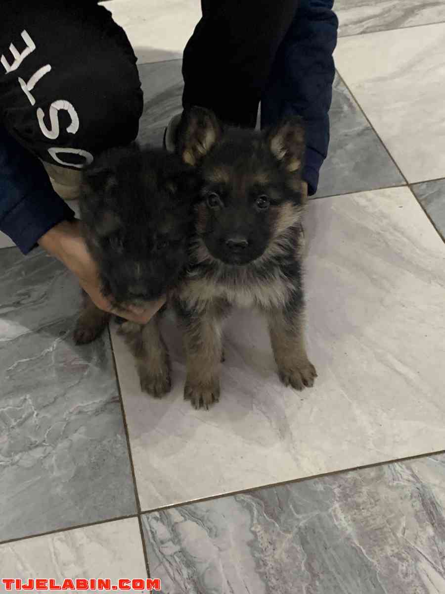 husky 25jour berger incliné 45jour